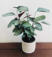 Calathea Silver Star