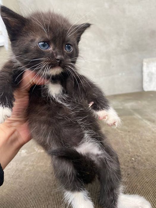 Кошенята від військових!