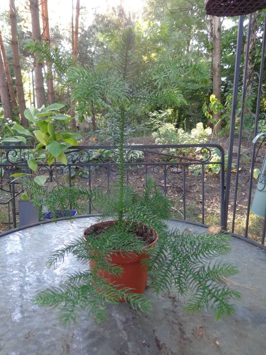 Araukaria Heterophylla - miniaturowa choinka w doniczce