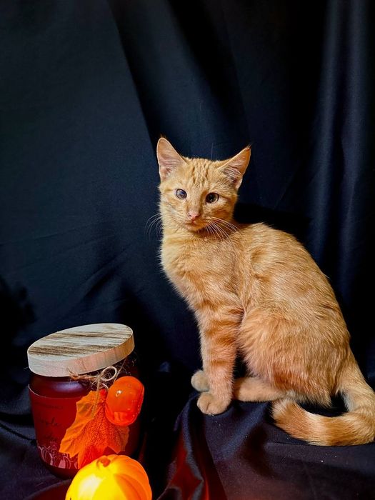 Рыжий котёнок 6 месяцев