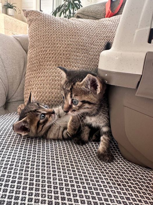 Дівчинка та хлопчик шукають родини (котики, кошенята)