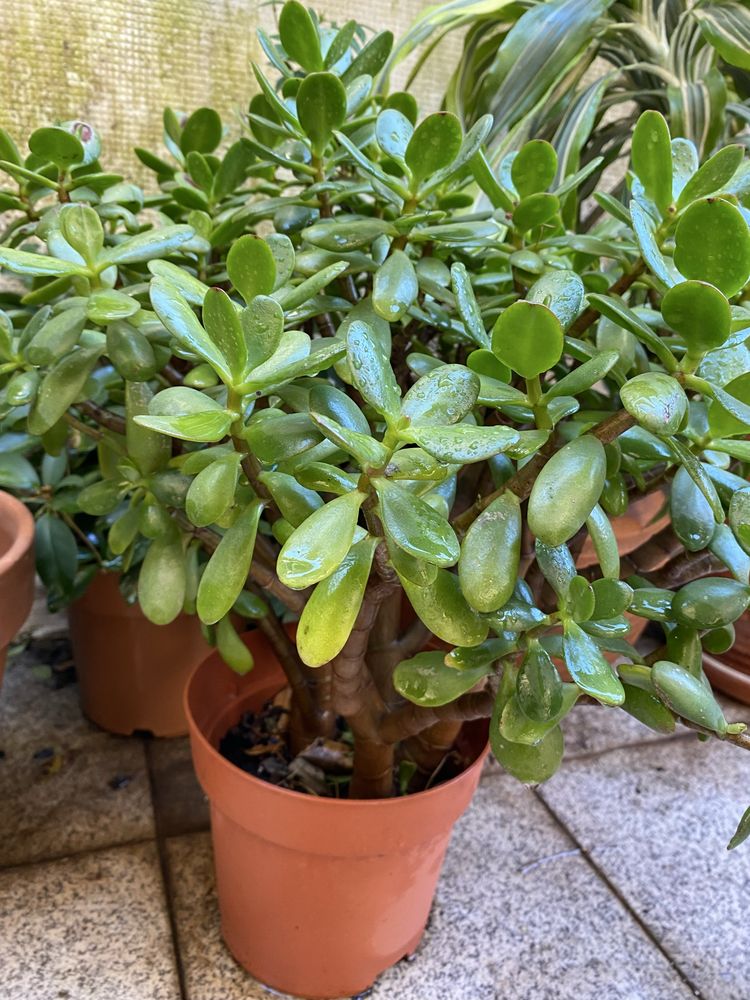 Vendo Grassula ovata planta interio exterior