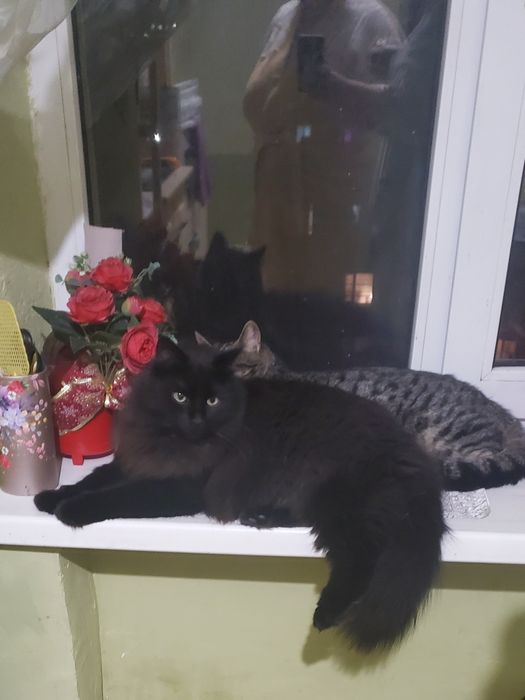 Передержка котов