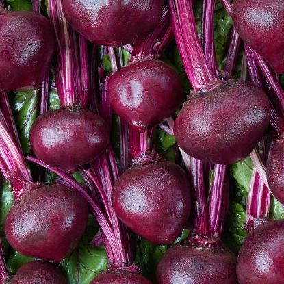 na taśmie Burak ćwikłowy CZERWONA KULA 2 - 6 m taśmy (Beta vulgaris L)