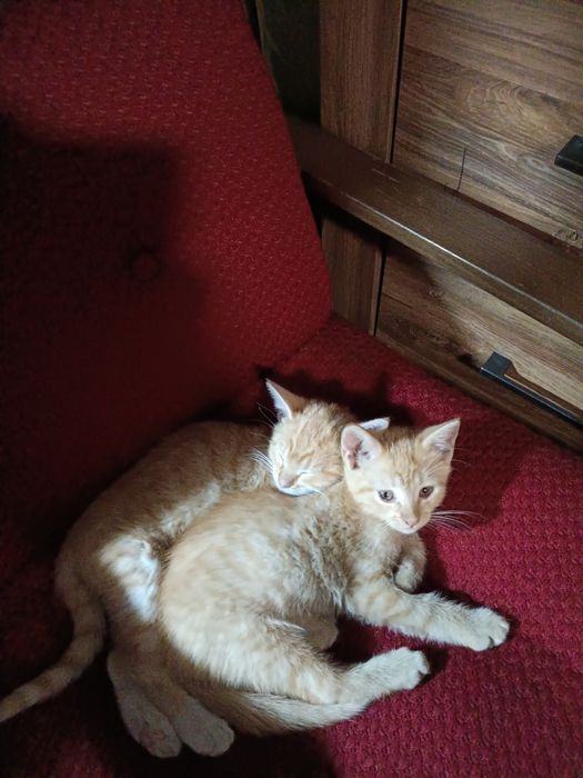 Kotka szuka nowego domu