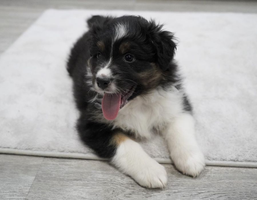 Owczarek australijski typ amerykański aussie szczeniak krótki ogonek