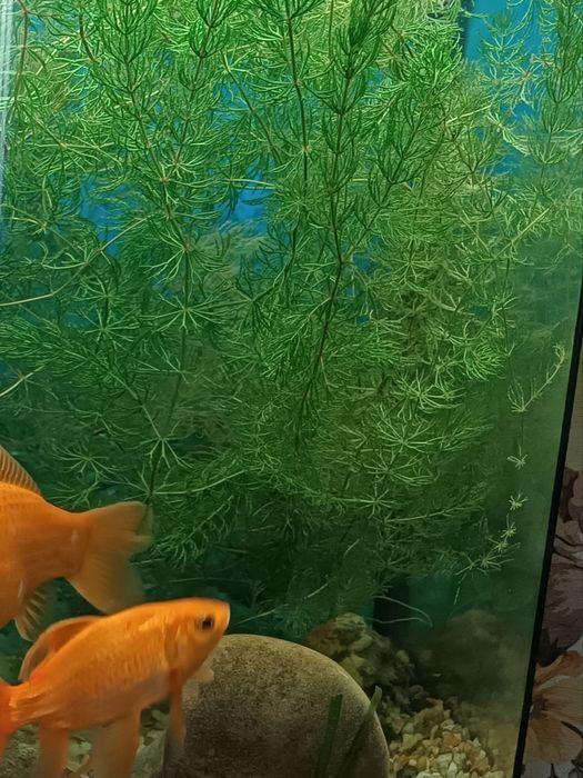 Роголисник для акваріума