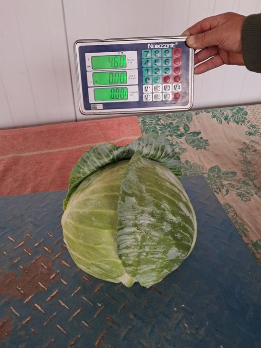 Капуста білокачанна