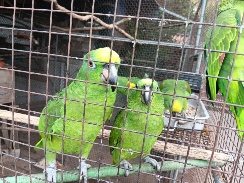 Papagaios amazonas