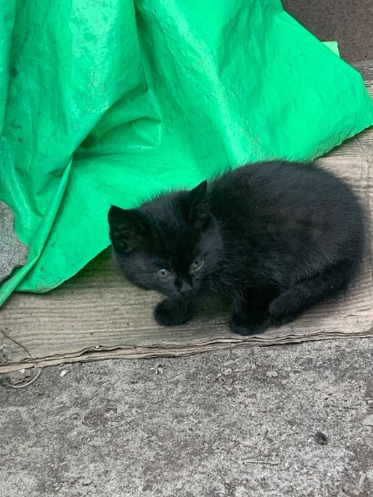 3 кошенята в добрі руки