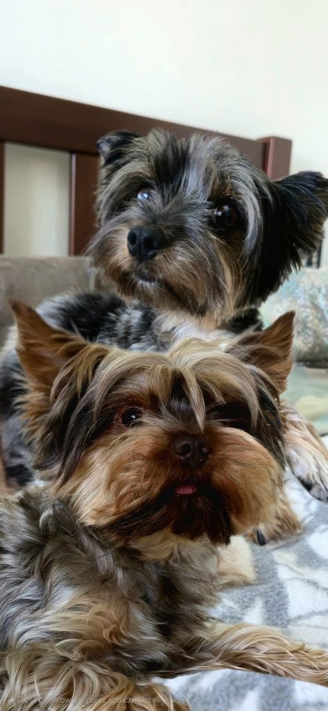 Yorkshire Terrier cudny czekoladowy
