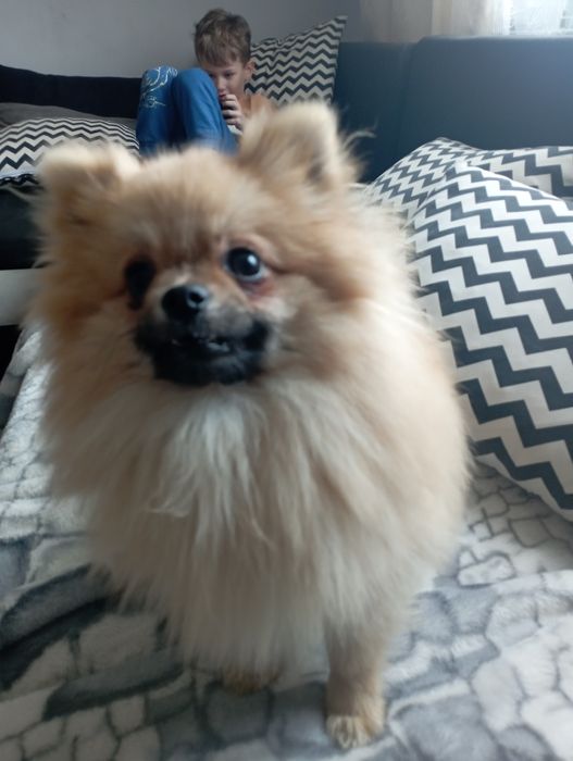 Szpic miniaturowy pomeranian