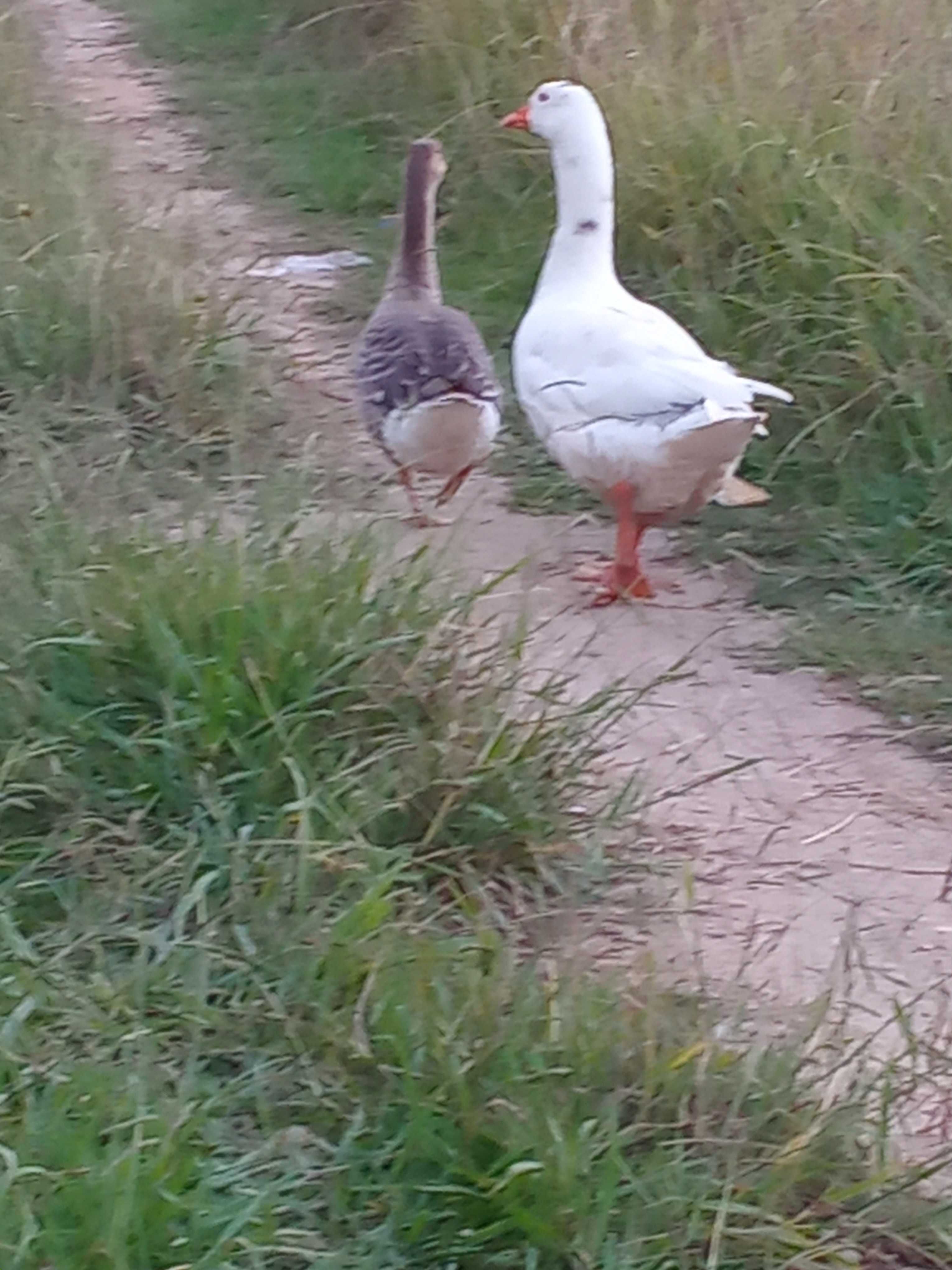 Vendo dois patos