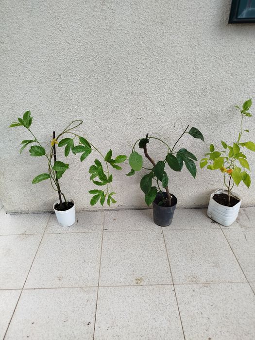 Vasos de fruto - maracujá e pimento