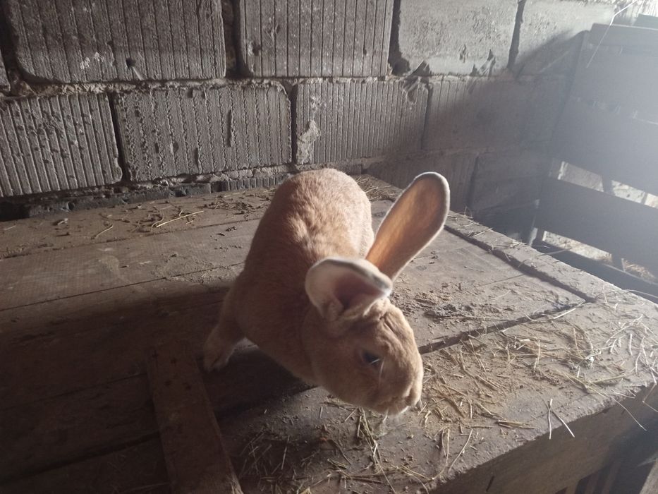 Samiec żółty z wiosny