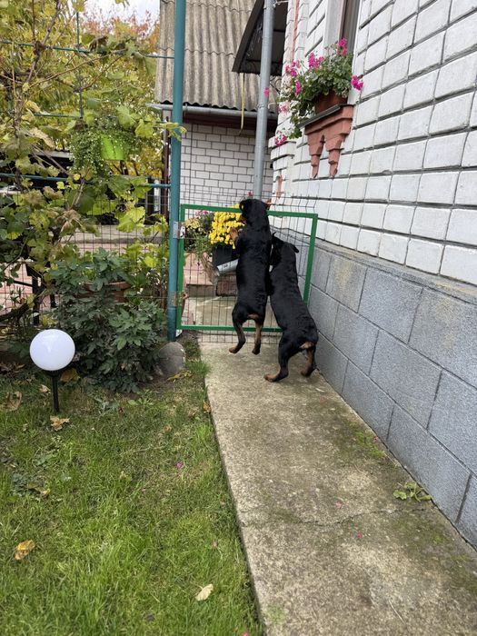 Цуценята Ротвейлера