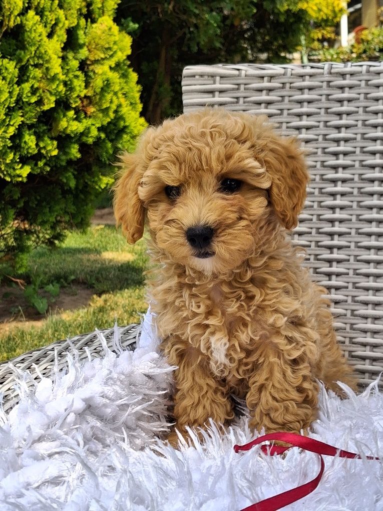 Śliczna suczka Maltipoo