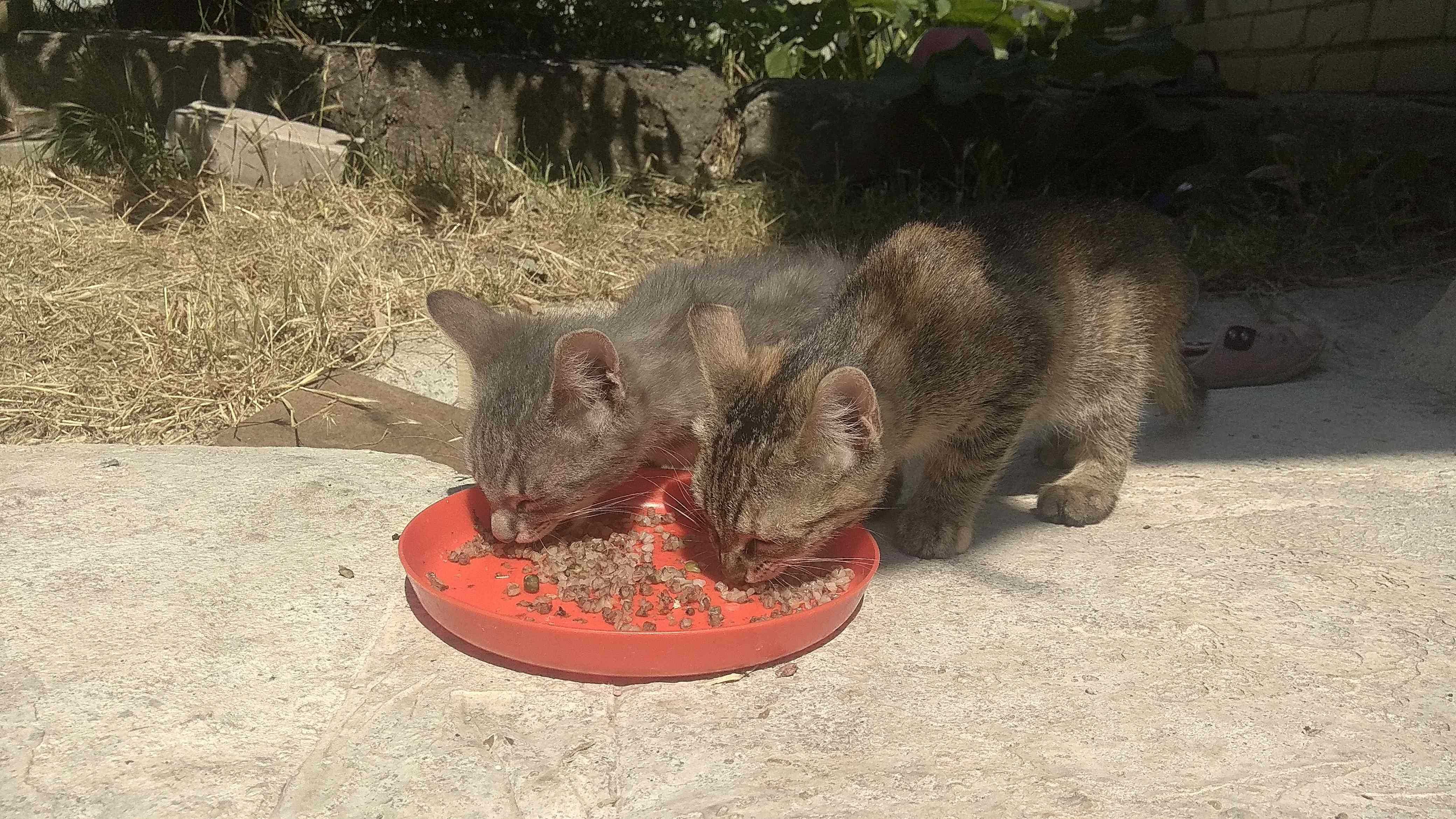 Здоровые котята (3 кошечки )
