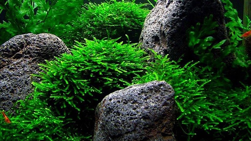 Аквариумные растения, мох аквариумный