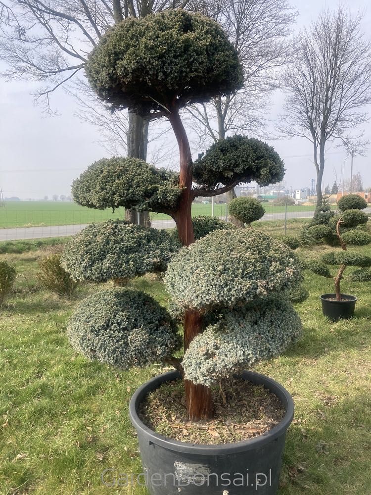 Bonsai - Juniperus squamata "MEYERI"-180 cm-Duże kule