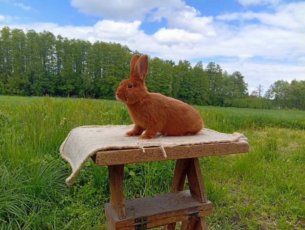 Młode samczyki rasy Nowozelandzki Czerwony