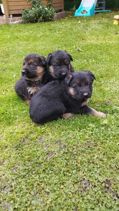 Щенята німецької вівчарки