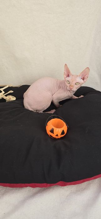 Gatinho Sphynx Macho