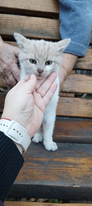 Віддам у хороші руки