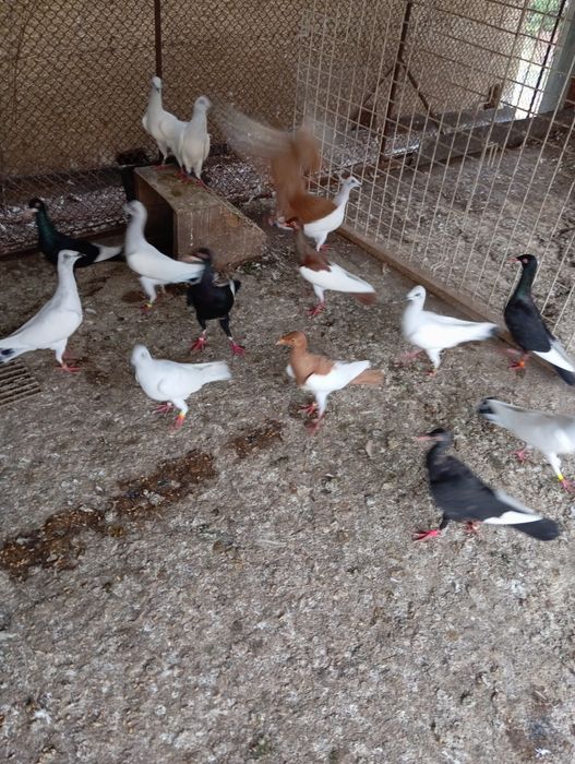 Sprzedam gołębie Srebniaki 30 sztuk