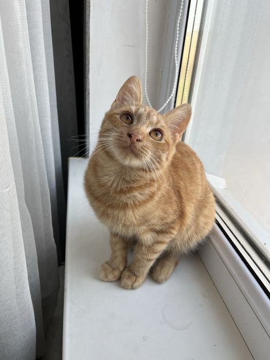 Кошеня та котик в люблячі руки кошенята кіт та киця