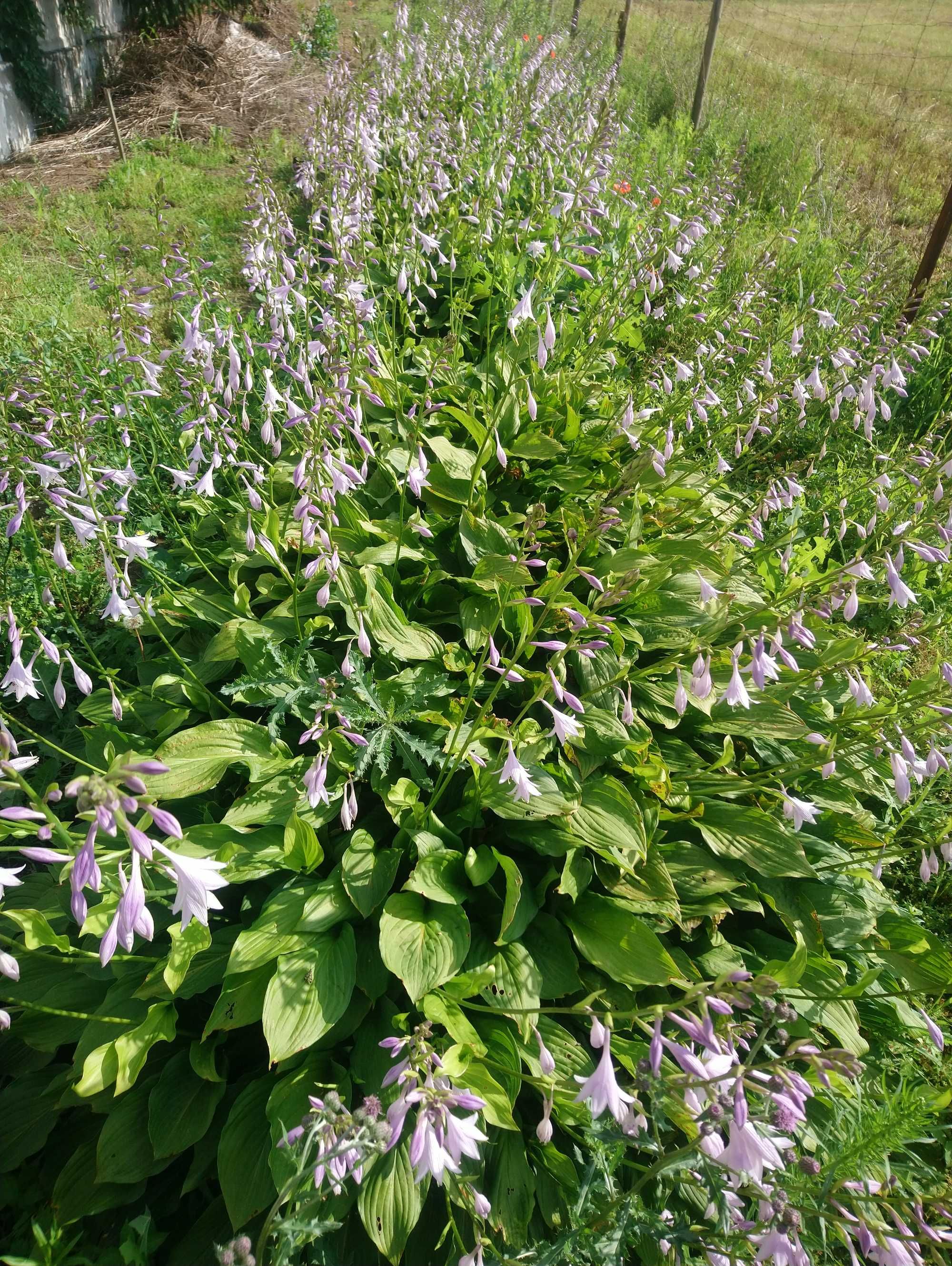 Funkia Hosta PIĘKNA, dorodna super cena OKAZJA !!!