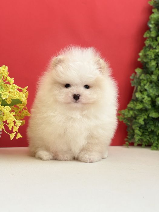 Ексклюзивний хлопчик шоу класу