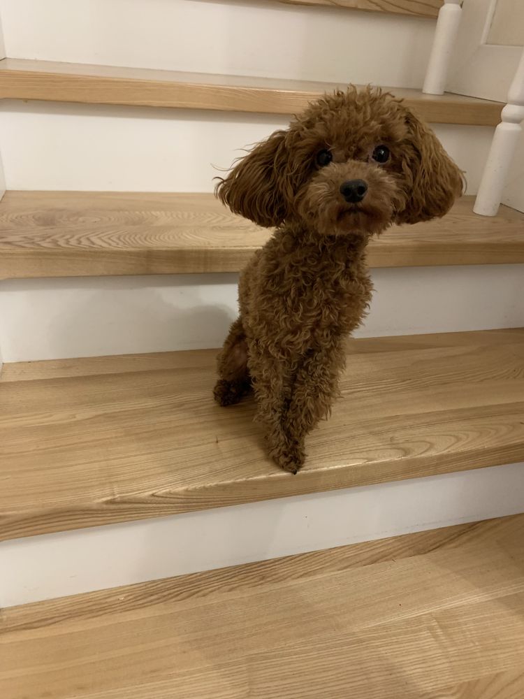 Maltipoo suczka po pudel toy do odbioru