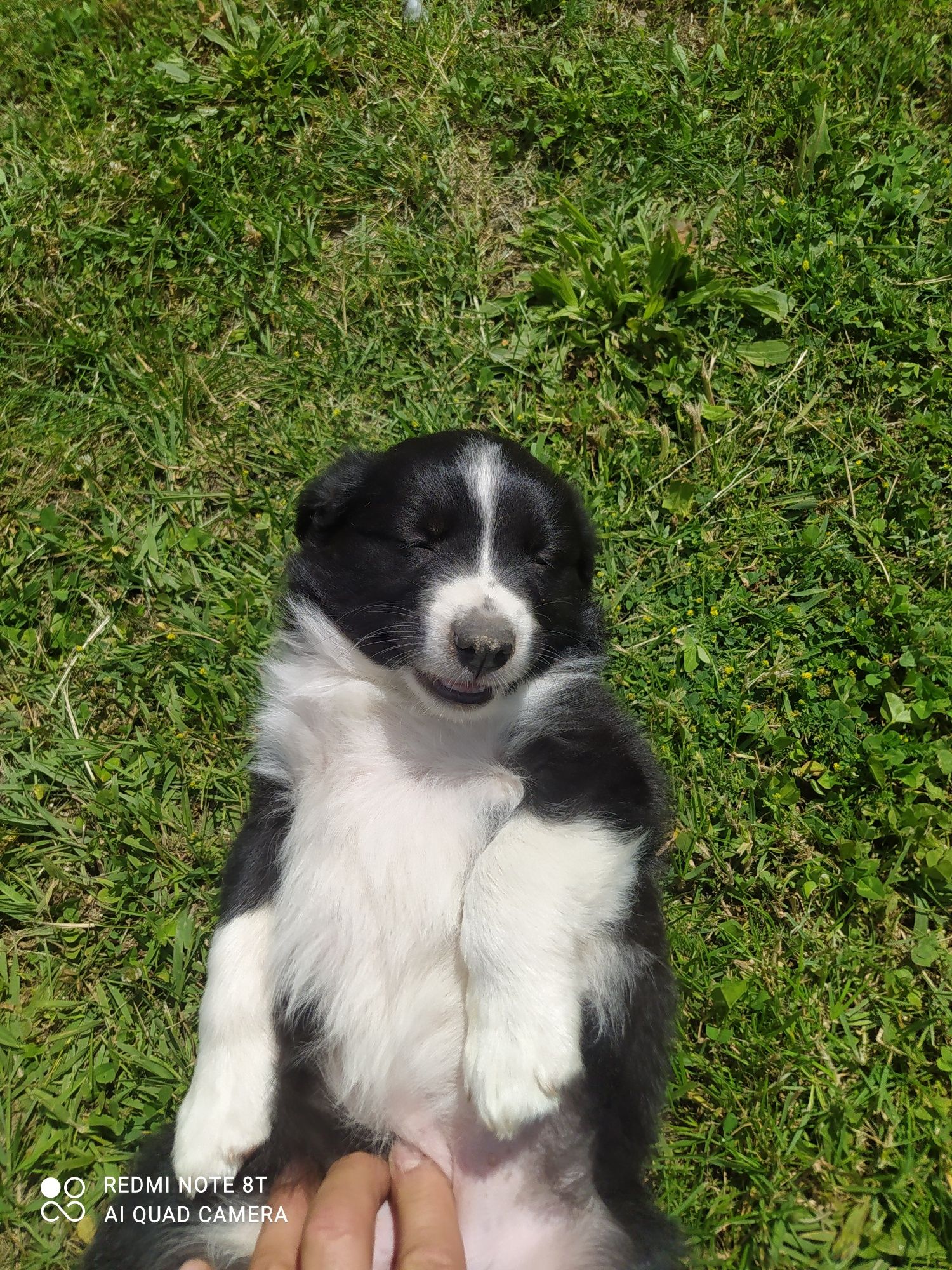 Border Collie - Czarno biała