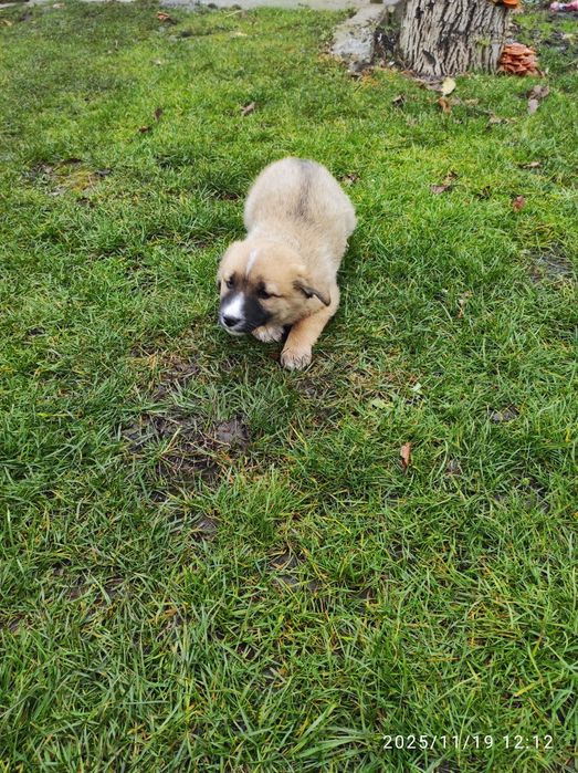 Цуценята 2  місяця