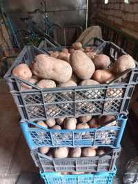 Продаю картоплю 5 грн/кг