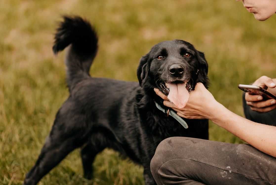 Żywiołowy, czuły, młody psiak poleca się do adopcji!!