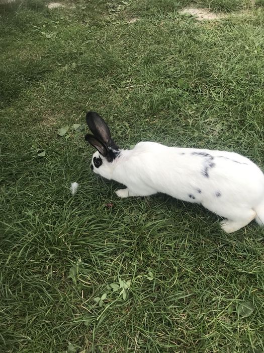 Продам кролі  породи бургундія