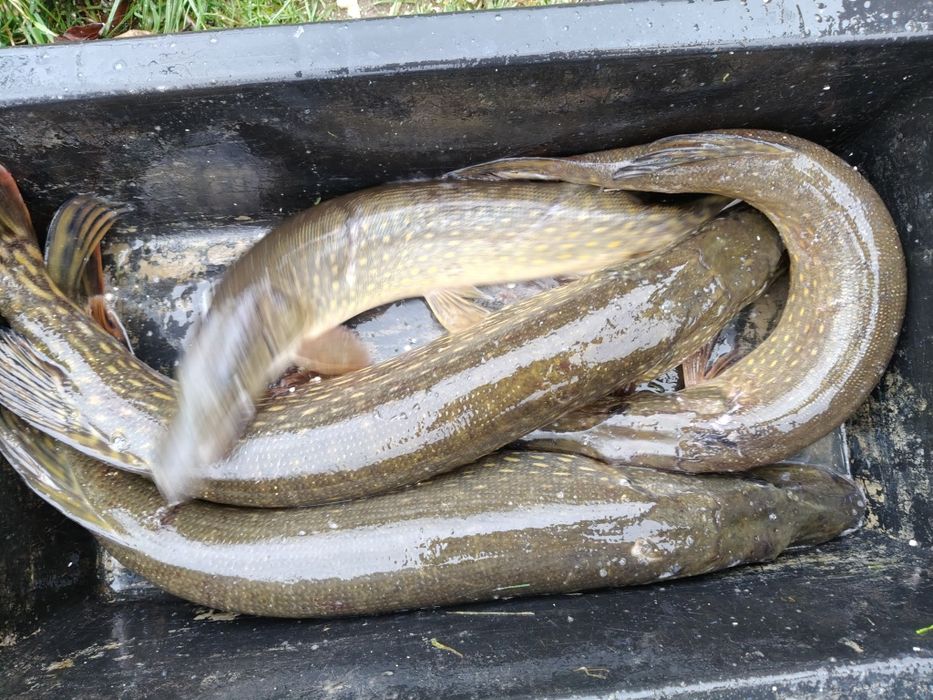 Sprzedaż  pięknych szczupaków i amurów