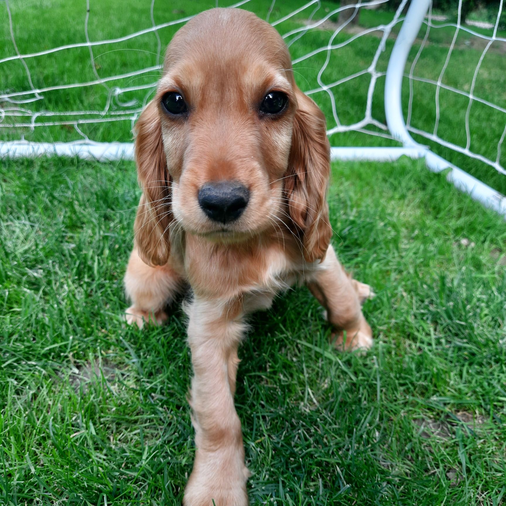 Cocker Spaniel "REZERWACJA"