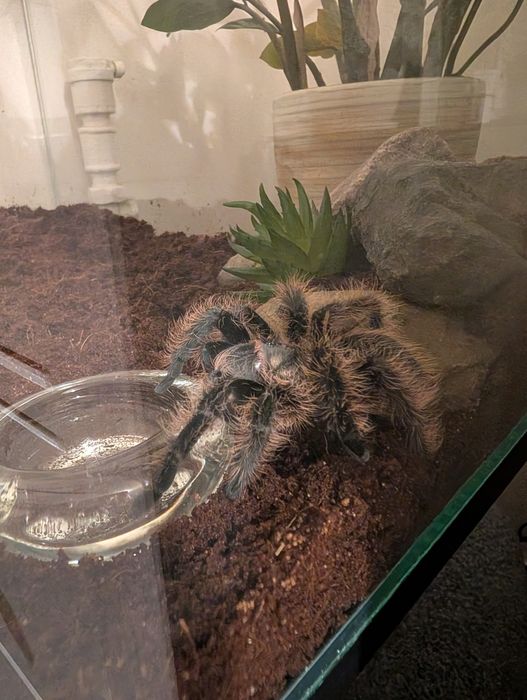 Ptasznik z terrarium i wyposażeniem samica