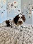 Lagotto Romagnolo- „deresz" - piesek ZKwP z rodowodem FCI