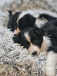 Szczeniaki Border Collie