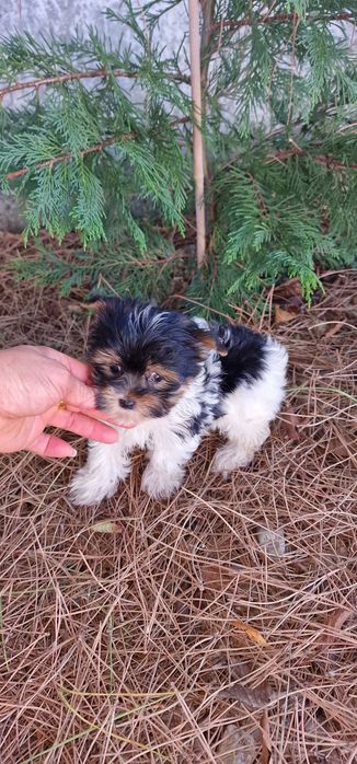 biewer macho super pequenino