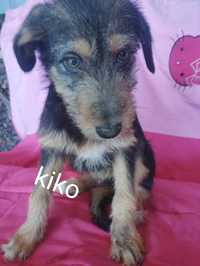 Kiko para adoção muito responsável