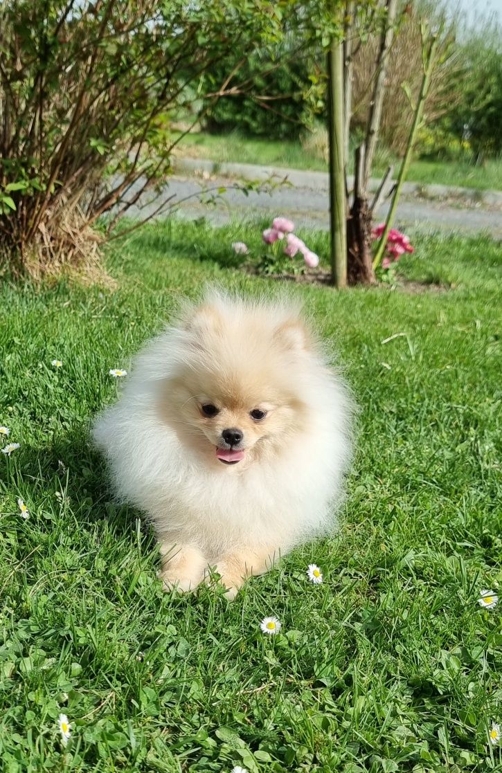 Pomeranian szpic miniaturowy