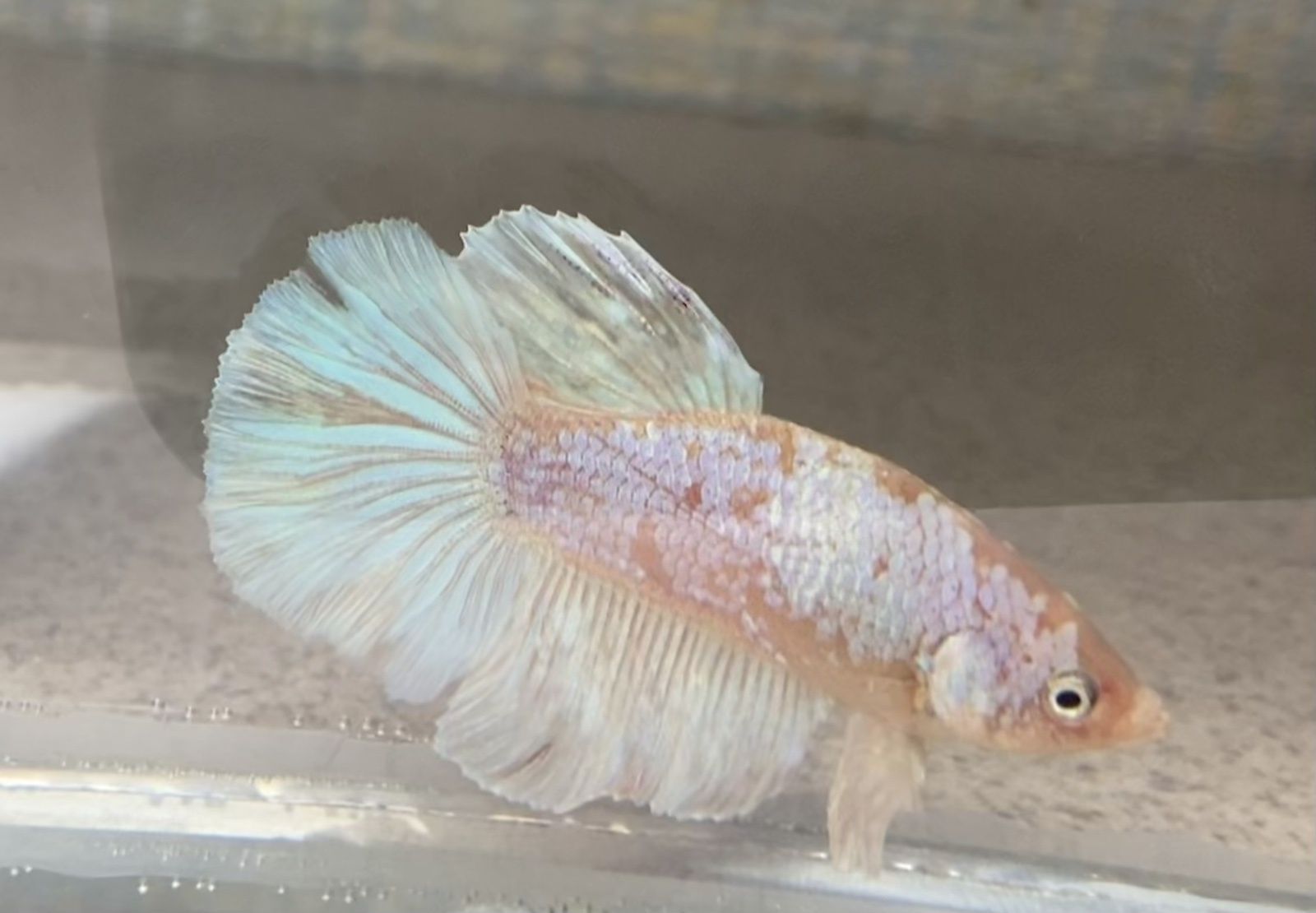 Рыбка петушок. Betta splendens. Рибка півник