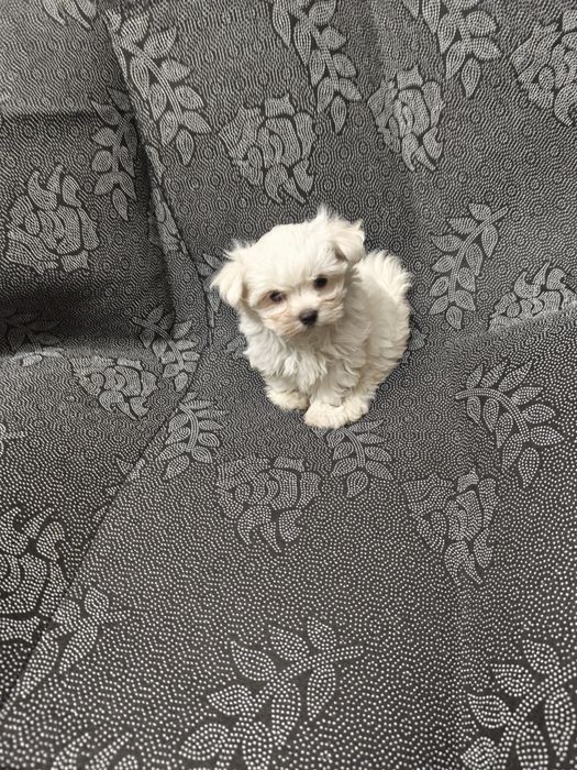 Bichon Maltês  menina excelente exemplar da raça