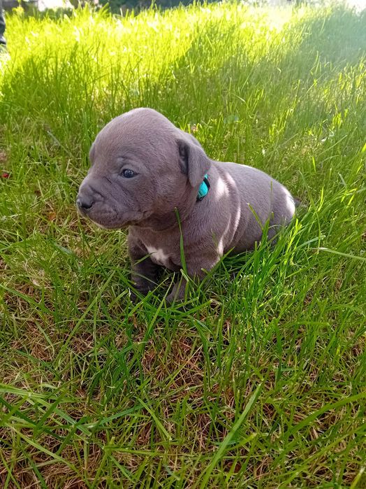 American Staffordshire
