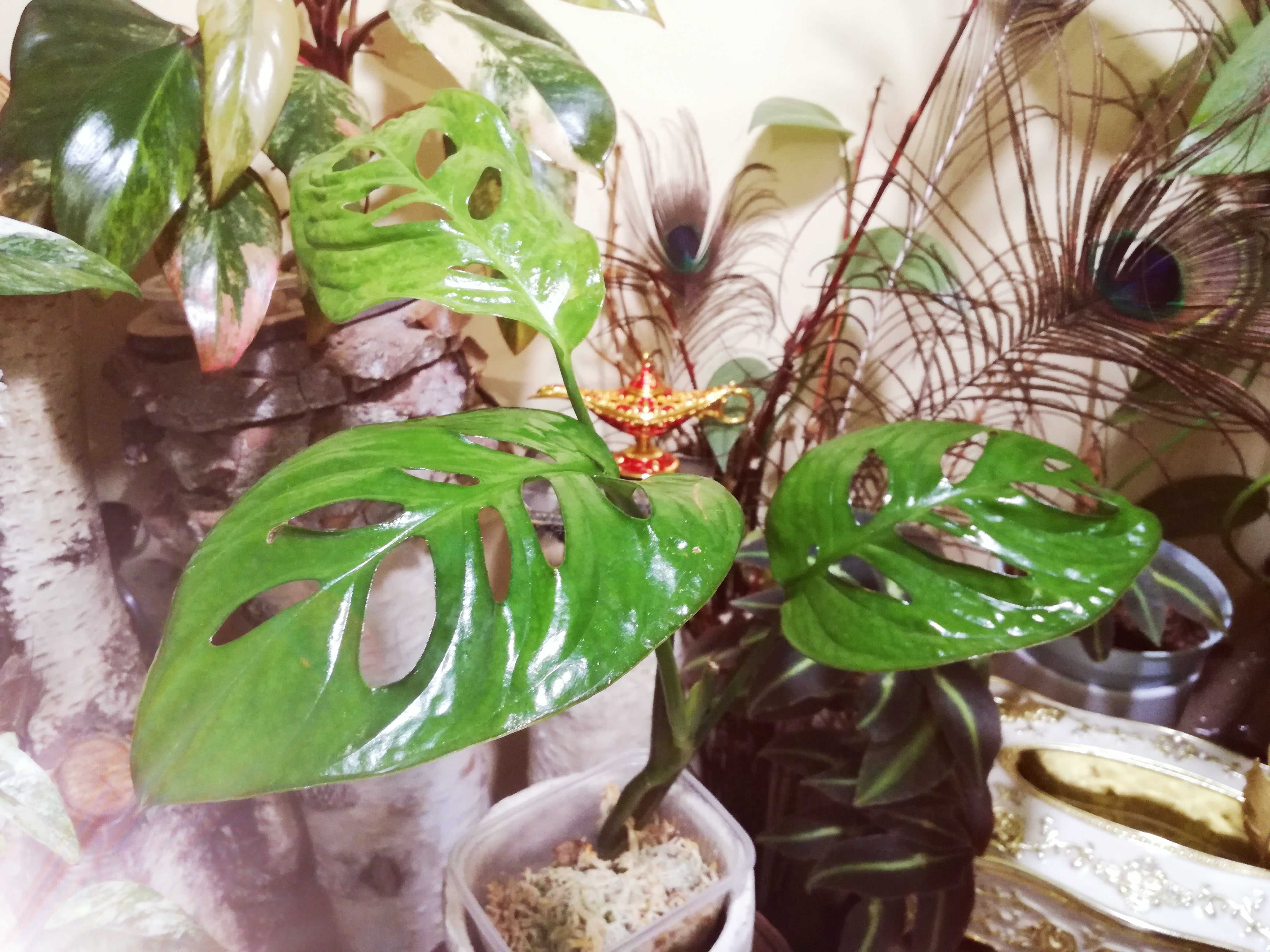 Monstera Esqueleto Epipremnoides REZERWACJA philodendron variegata